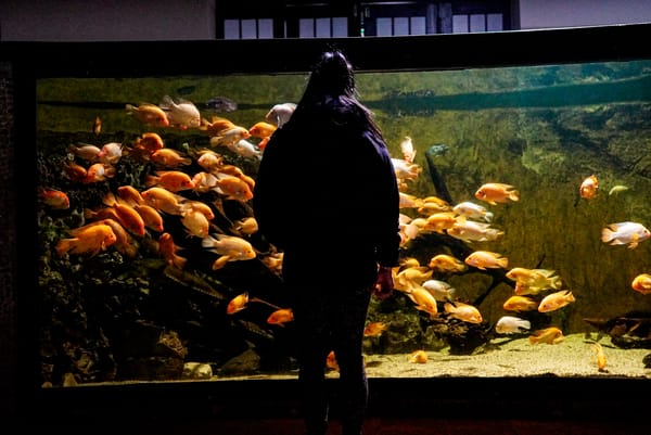 The Budapest Zoo #thortakespics